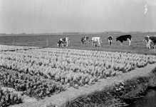 836754 Gezicht op een bloembollenveld en enkele koeien in de omgeving van Vogelenzang.